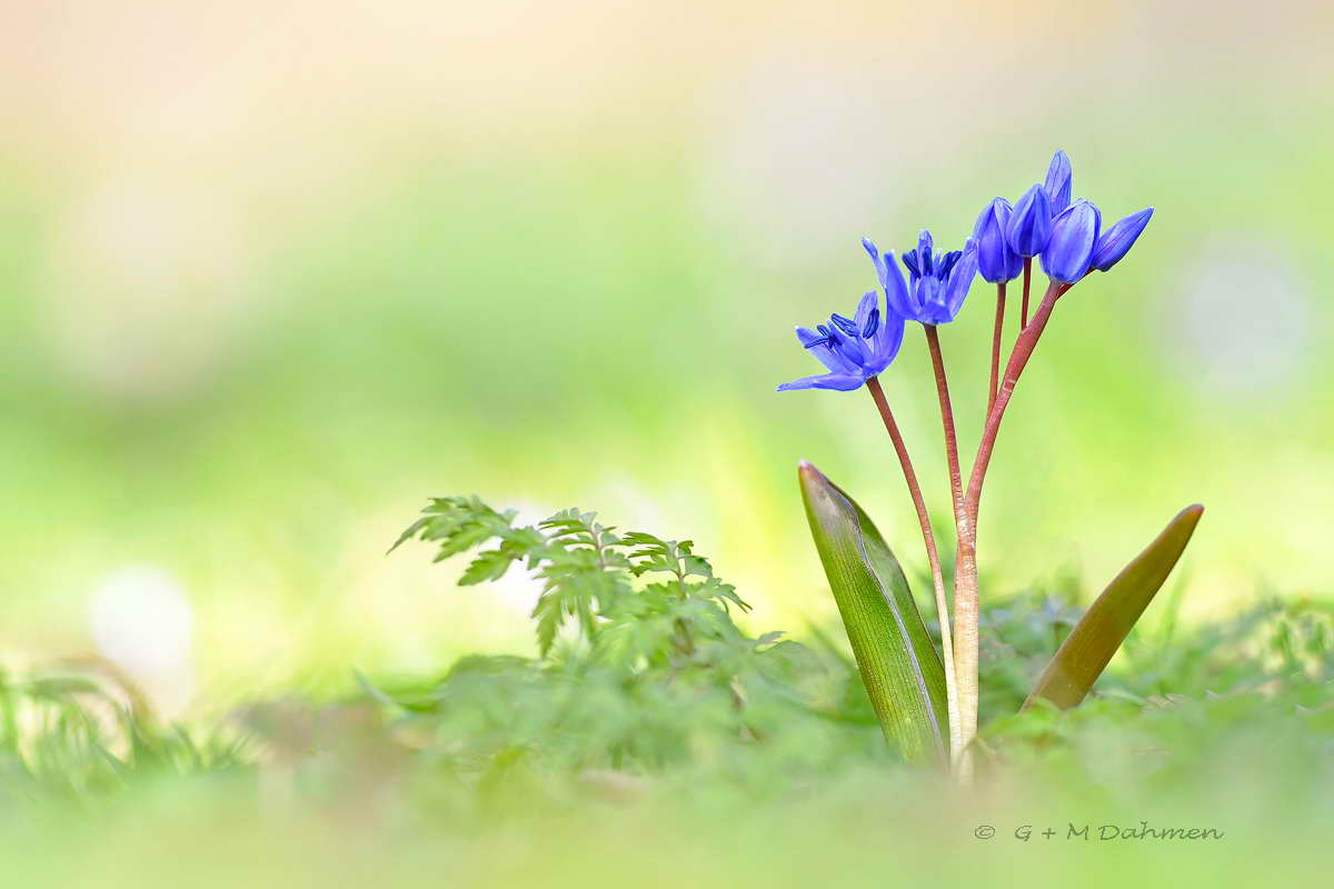 Zweiblättriger Blaustern
