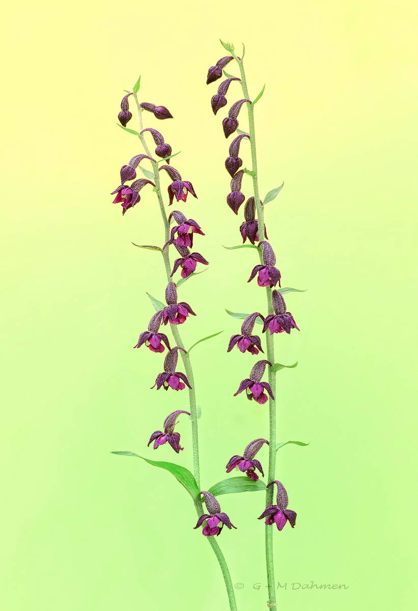 Braunrote Stendelwurz