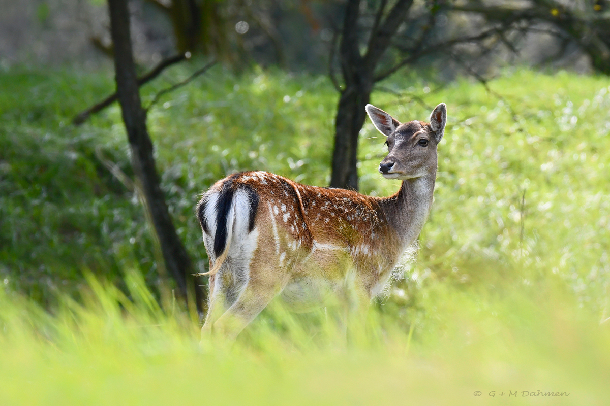 Damhirsch in der Natur