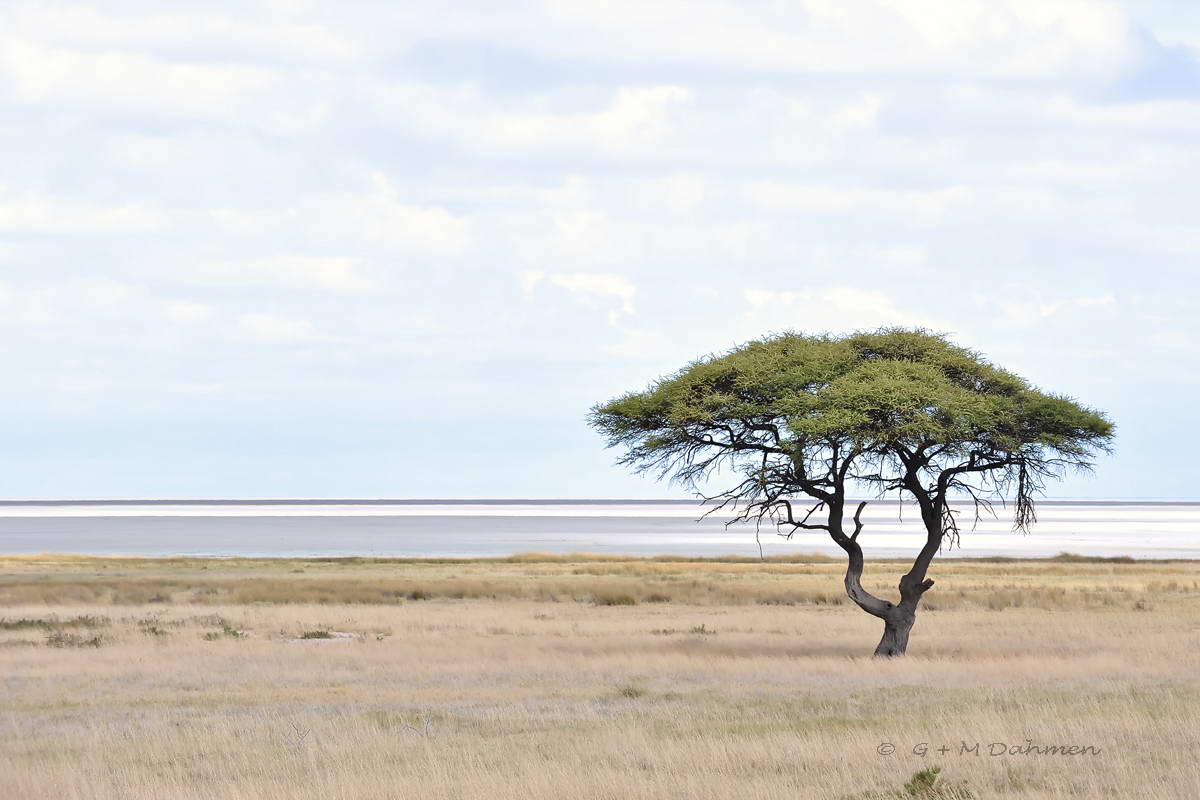 Etosha Nationalpark Namibia