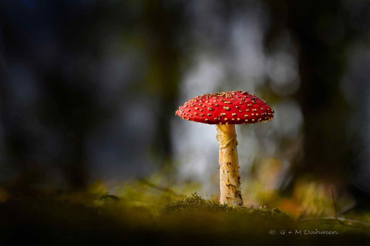 Fliegenpilz