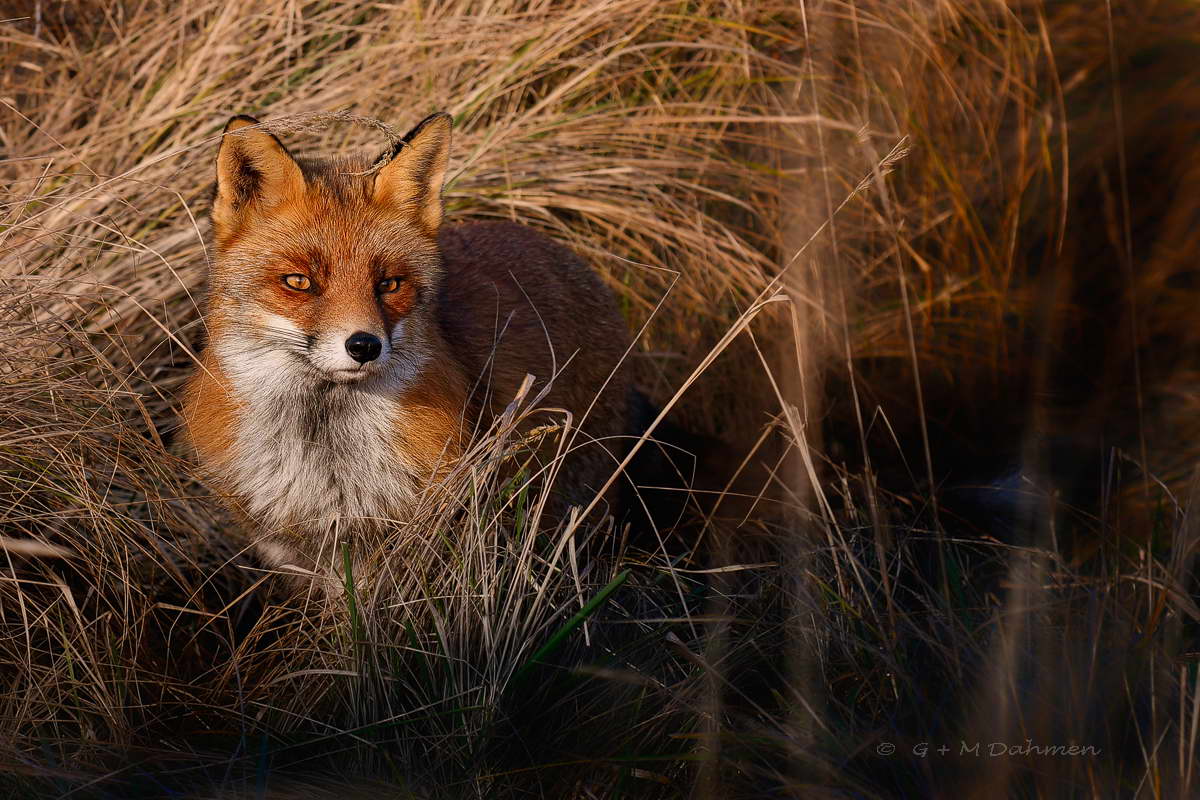 Fuchs