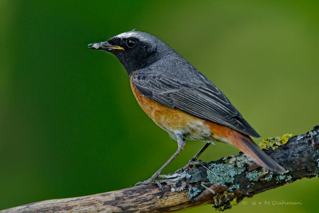 Gartenrotschwanz