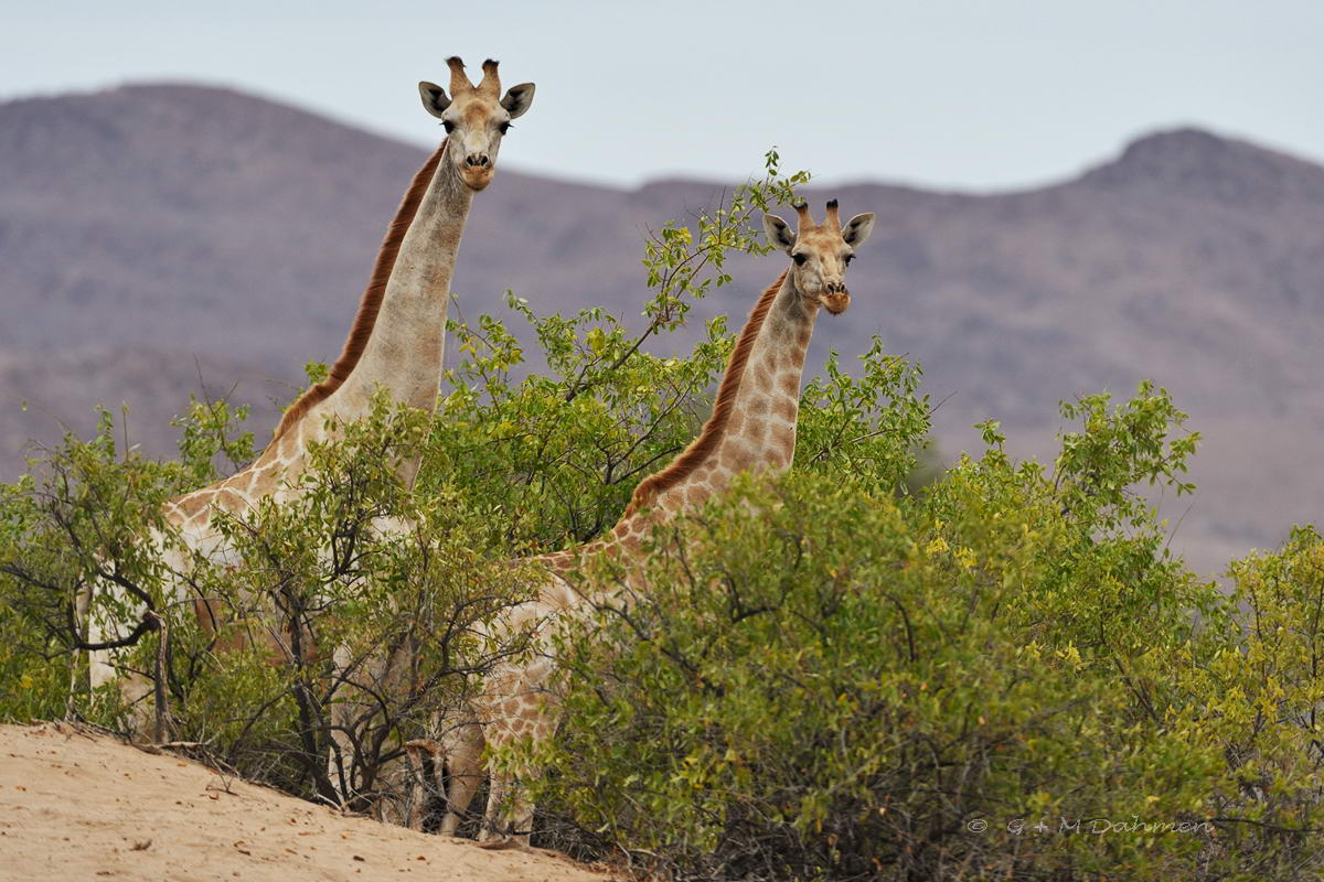 Giraffen im Etosha Nationalpark