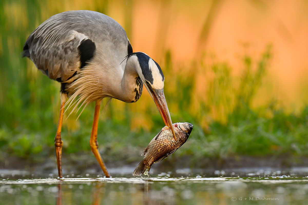 Graureiher mit Fisch