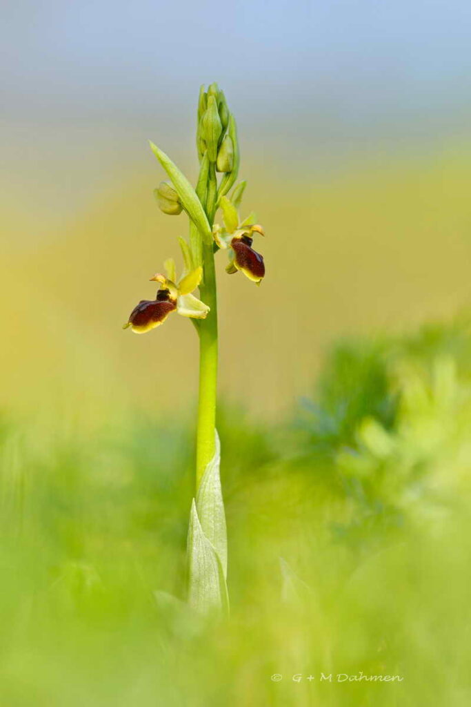 Kleine Spinne Ragwurz