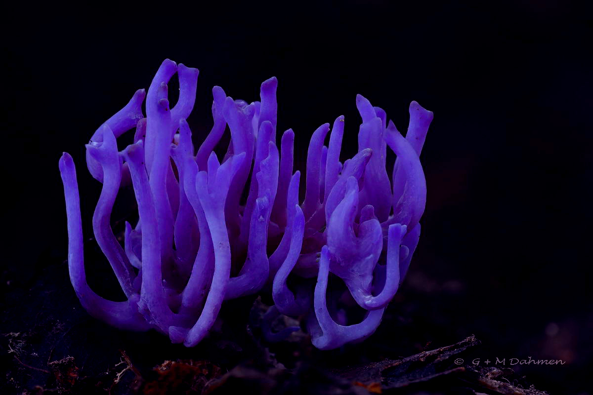 Violette Wiesenkoralle