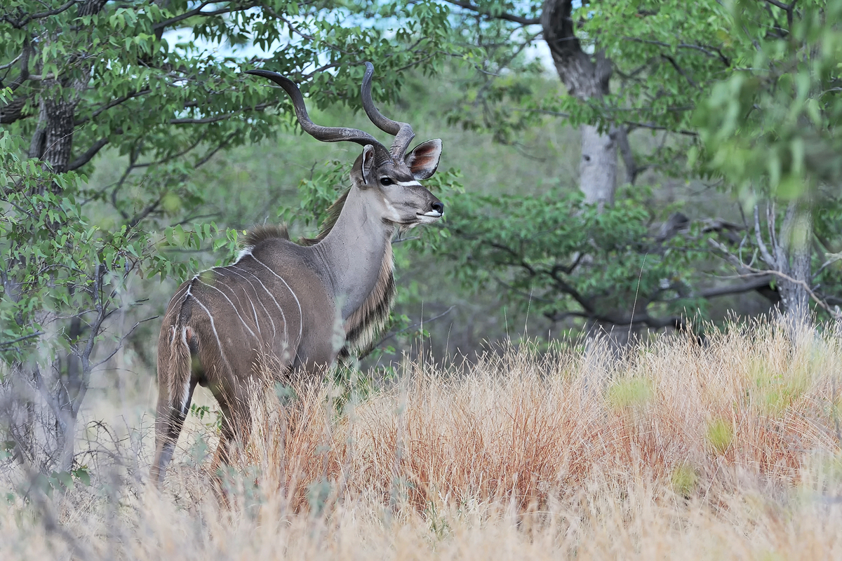 Kudu