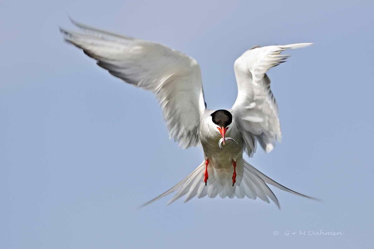 Küstenseeschwalbe im Flug