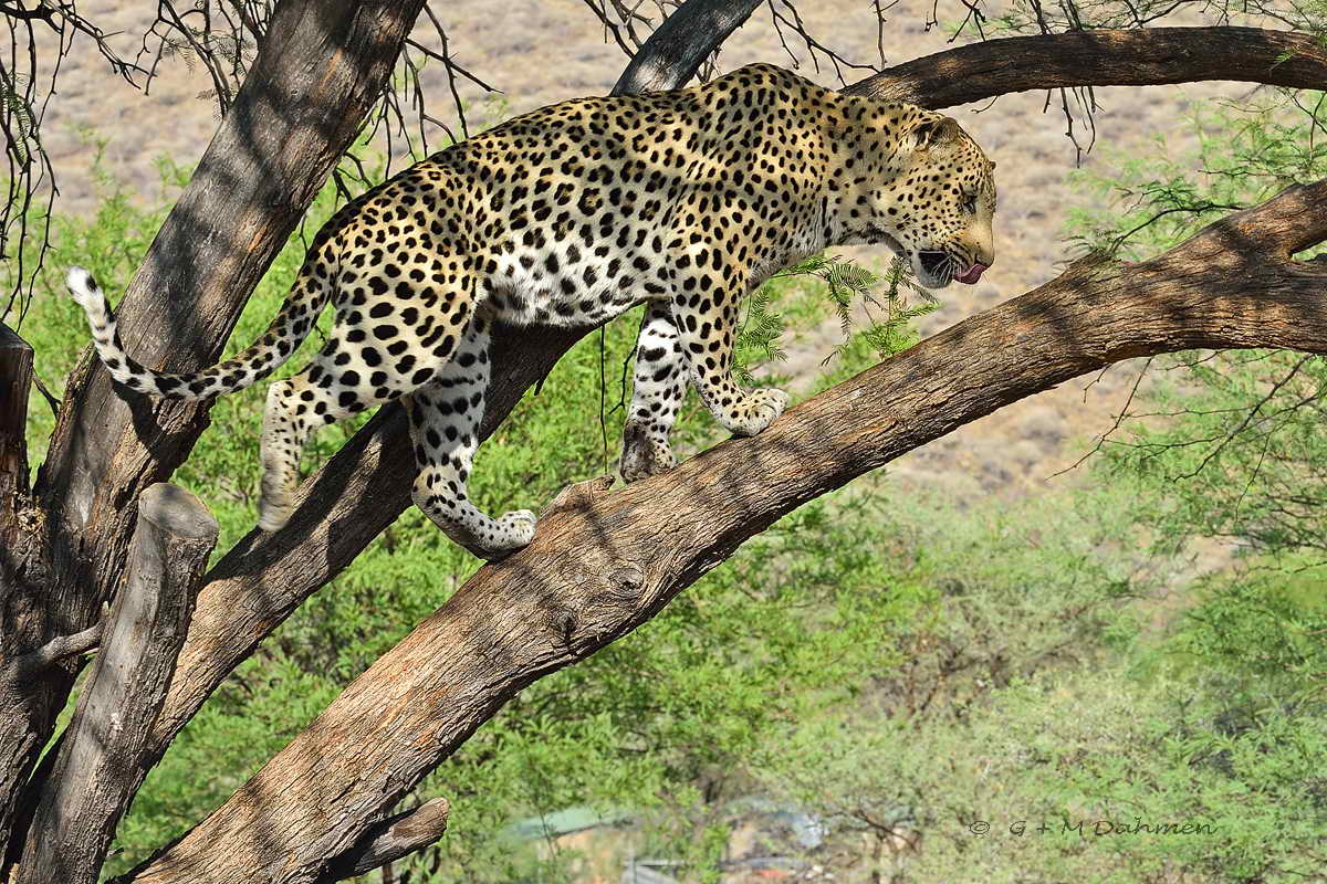 Leopard im Baum