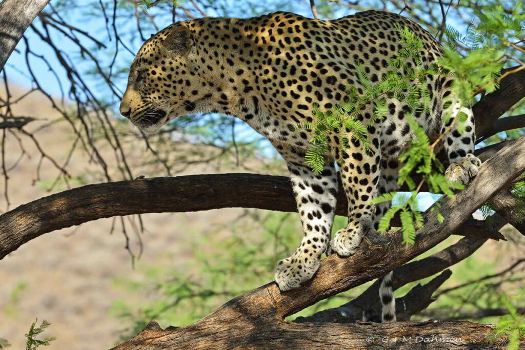 Leopard im Baum