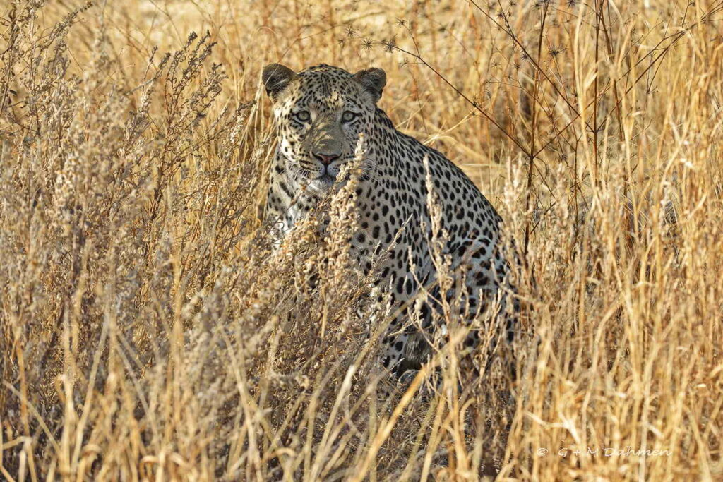 Leopard