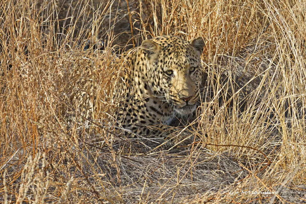 Leopard