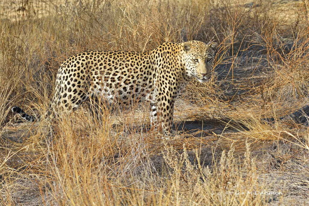 Leopard