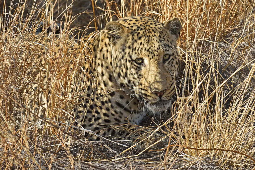 Leopard Namibia