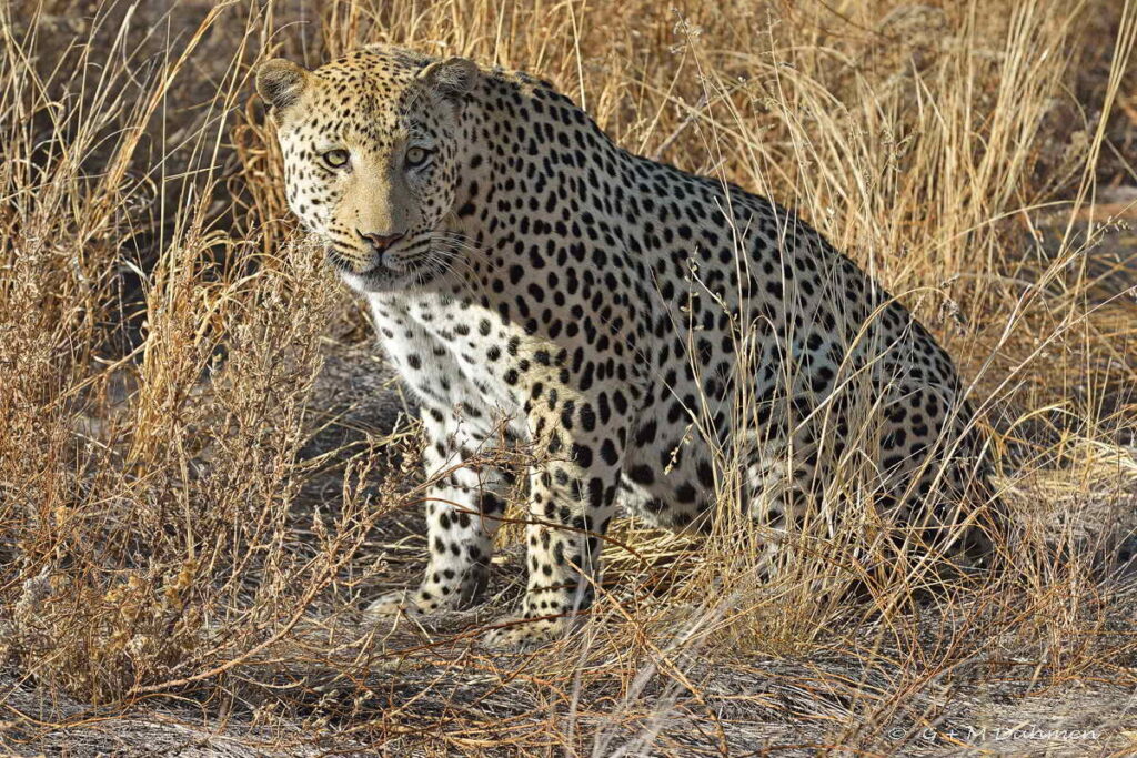 Leopard Namibia