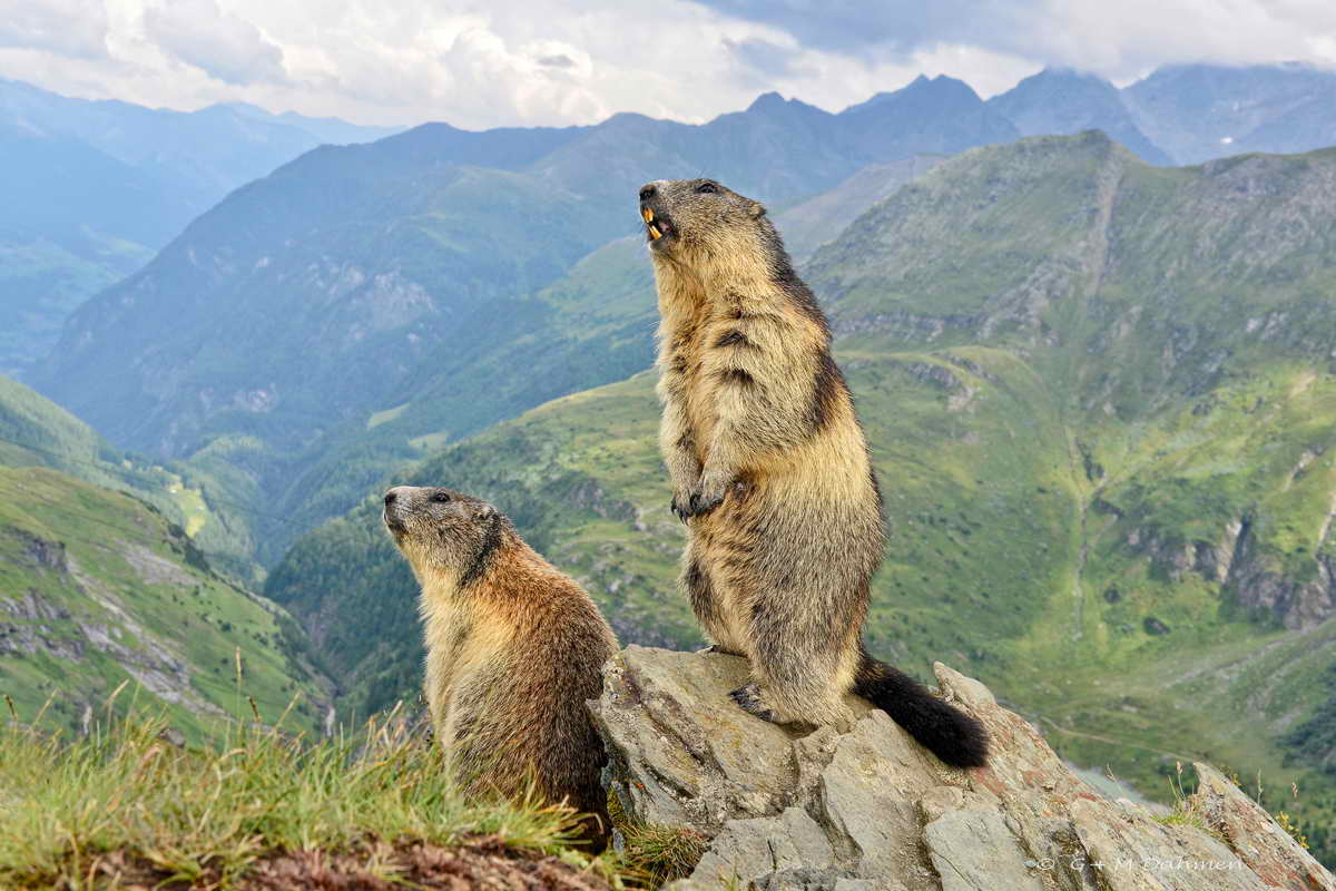 Murmeltiere