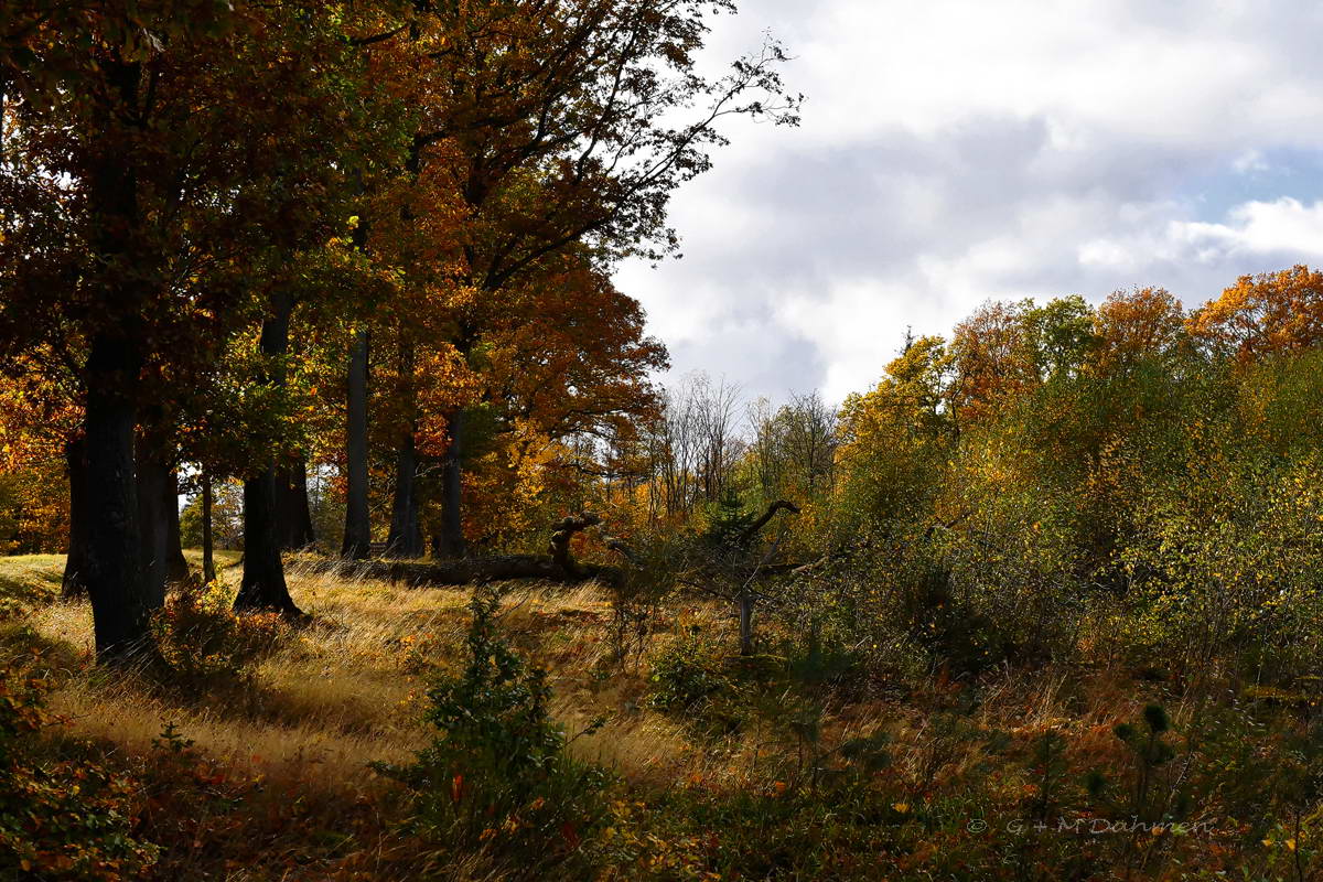 National Park Eifel