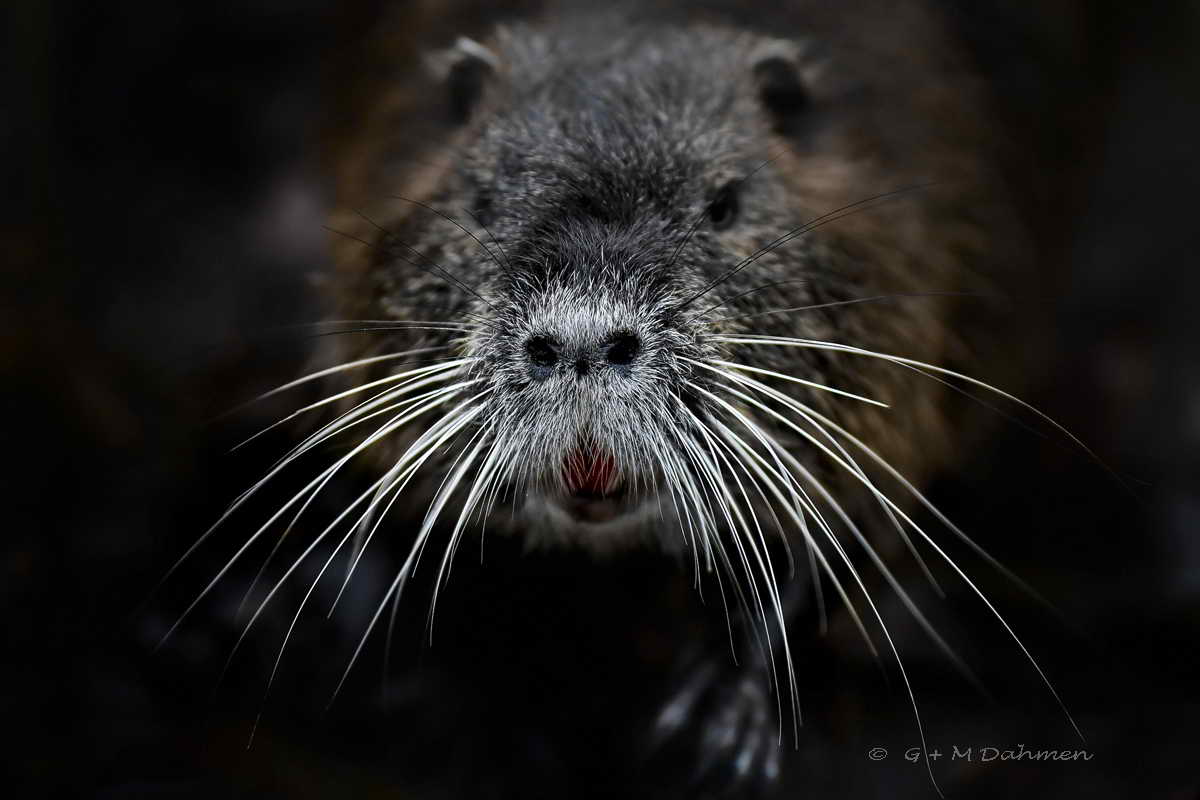 Nutria