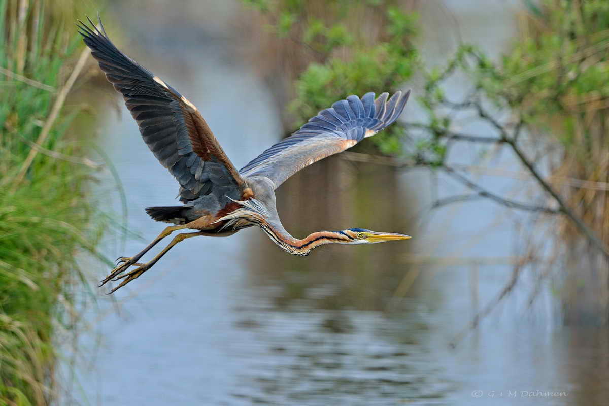Purpurreiher im Flug