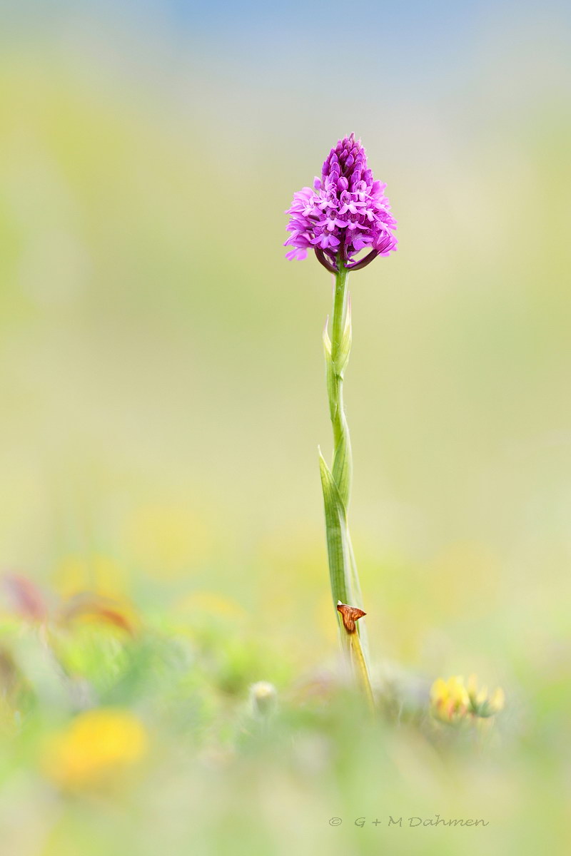 Pyramidenorchis