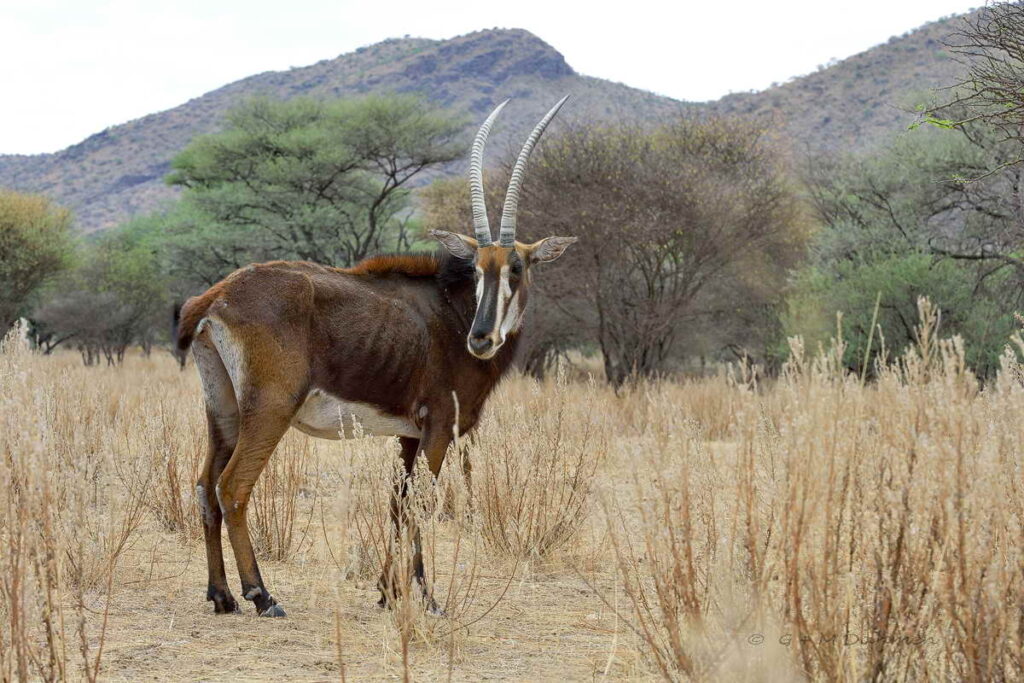 Rappenantilope