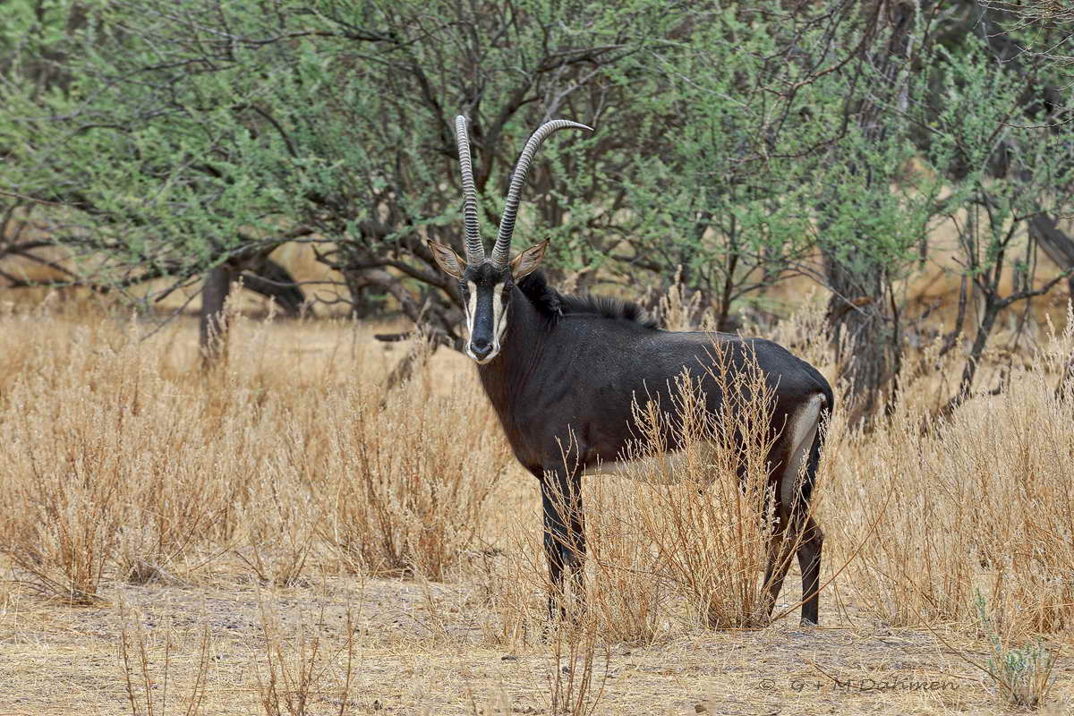 Rappenantilope