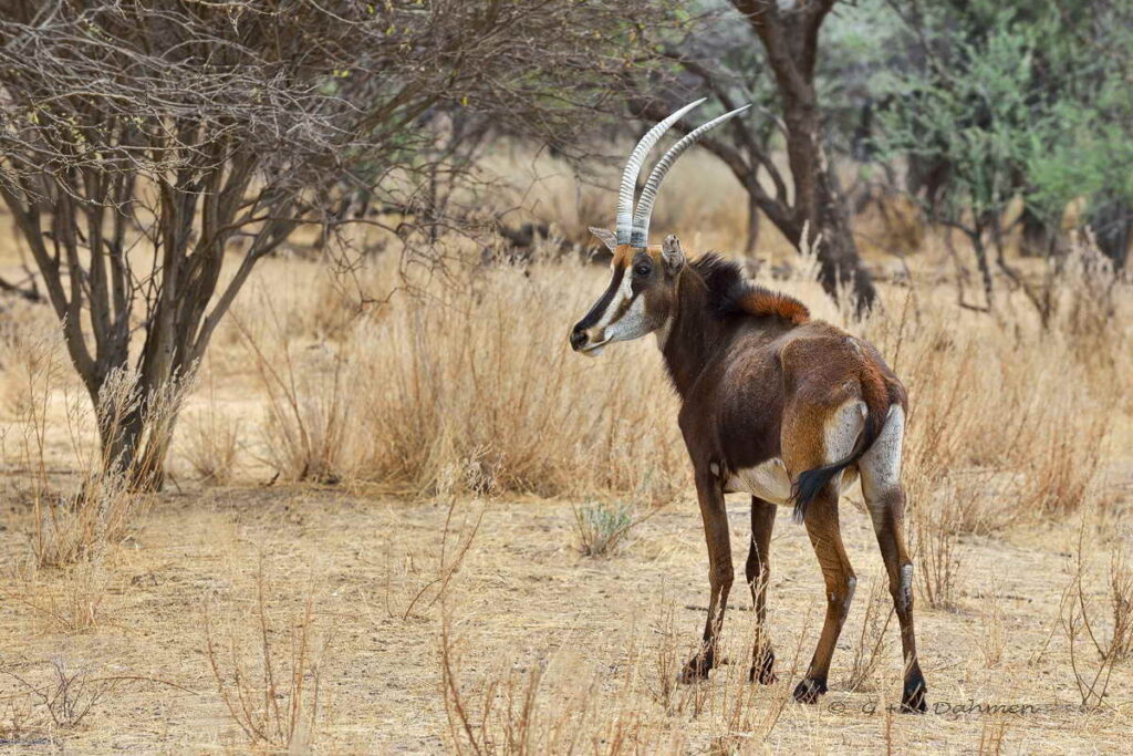 Rappenantilope
