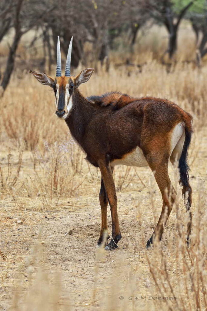 Rappenantilope in der Savanne
