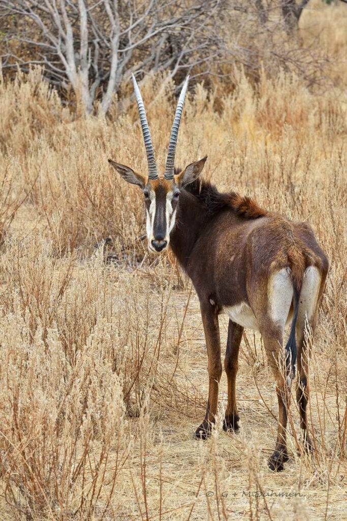 Rappenantilope in der Savanne