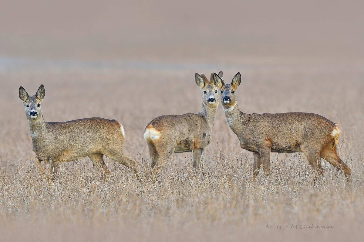Rehe in der Natur