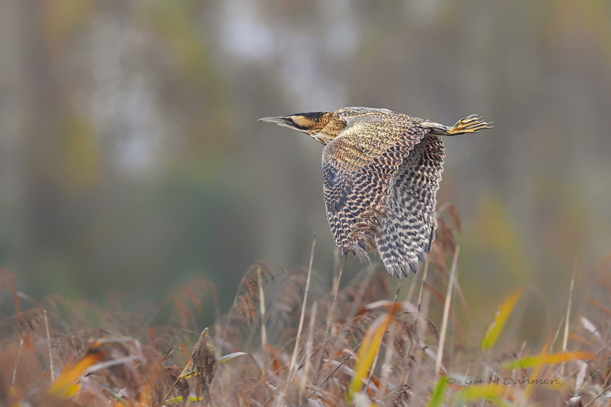 Rohrdommel im Flug