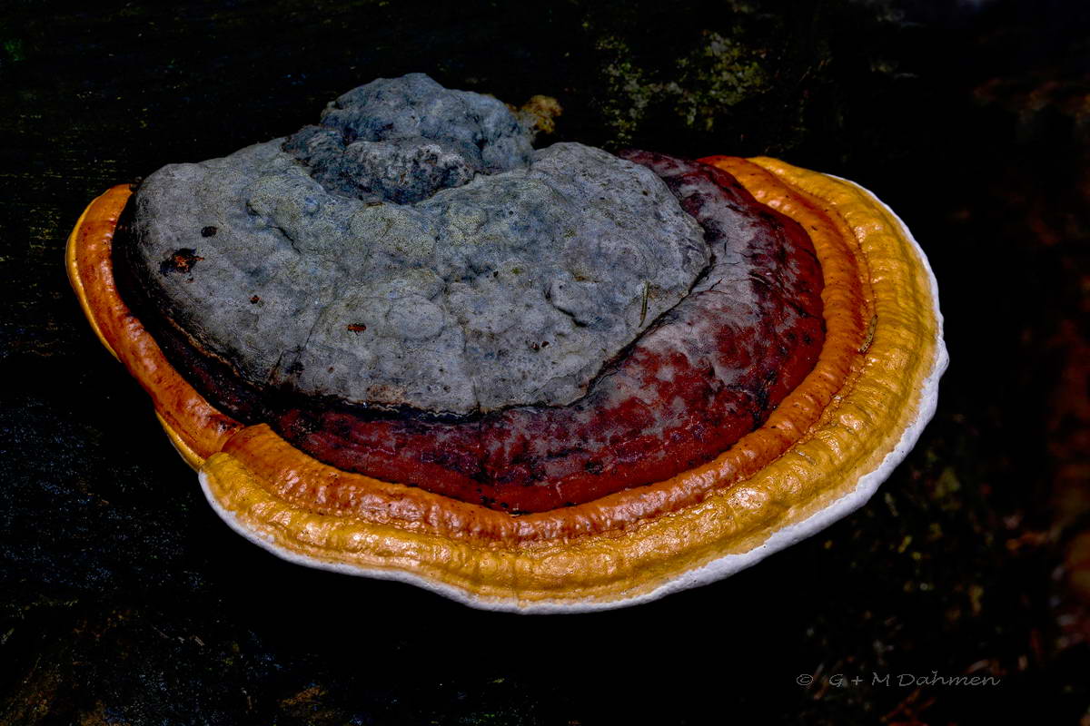 Rotrandiger Baumschwamm