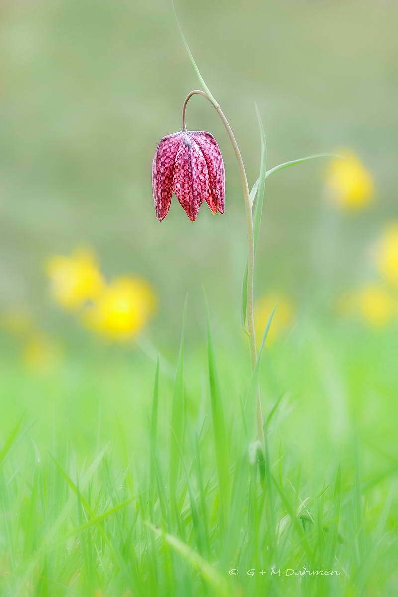 Schachbrettblume