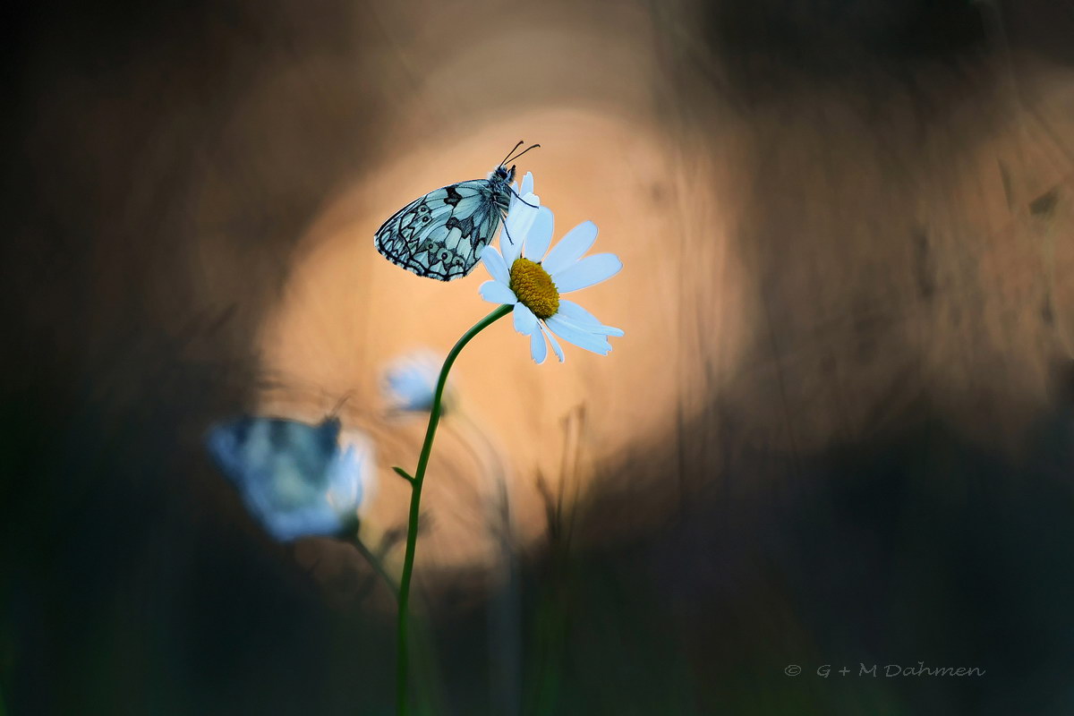 Schachbrettfalter im Abendlicht