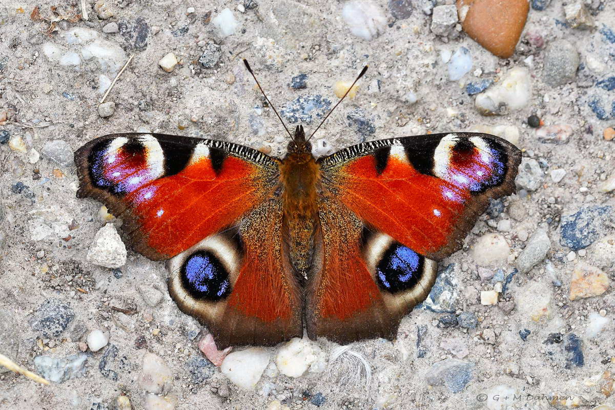 Tagpfauenauge