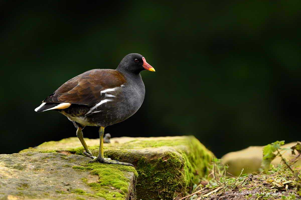 Teichhuhn