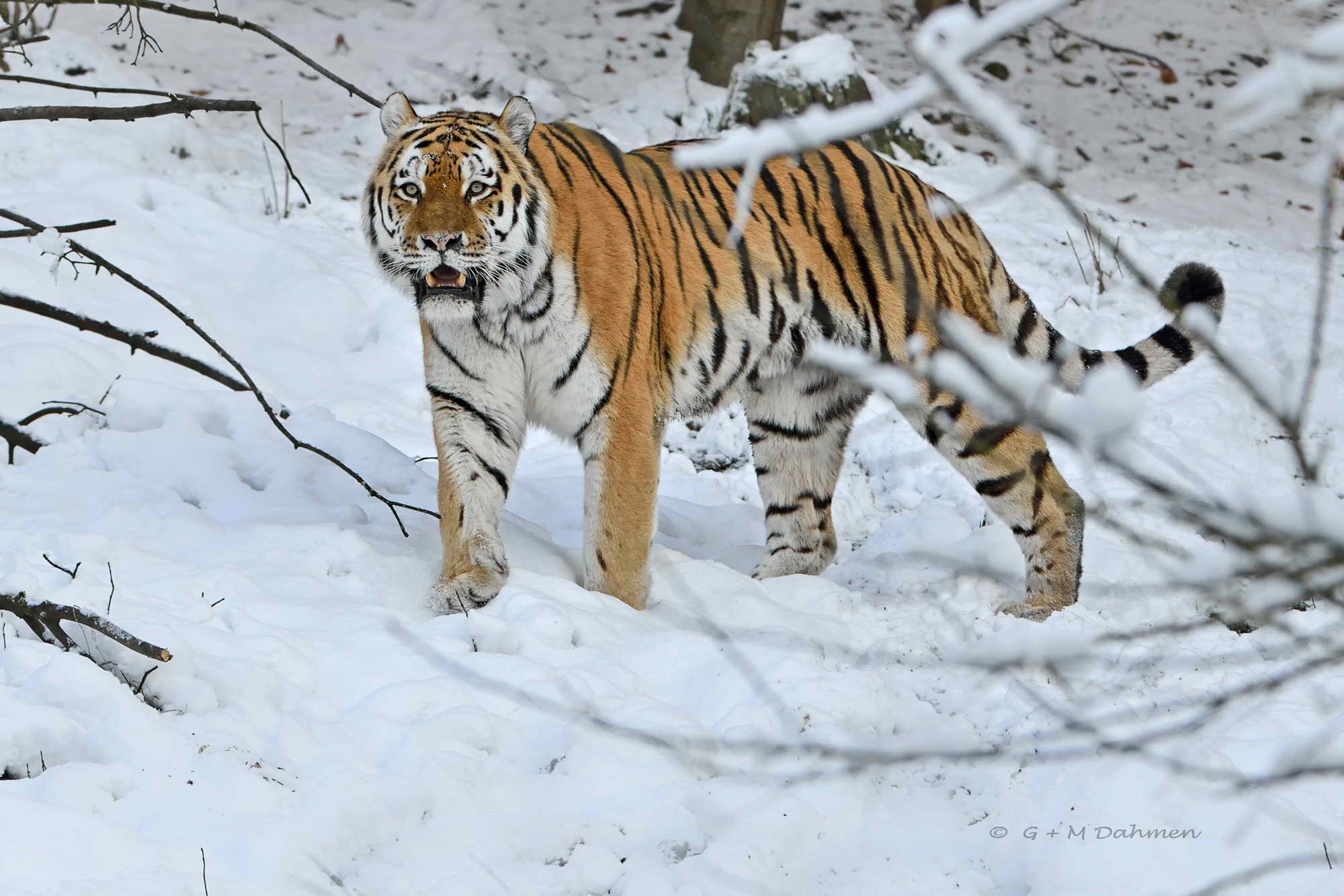 Sibirischer Tiger