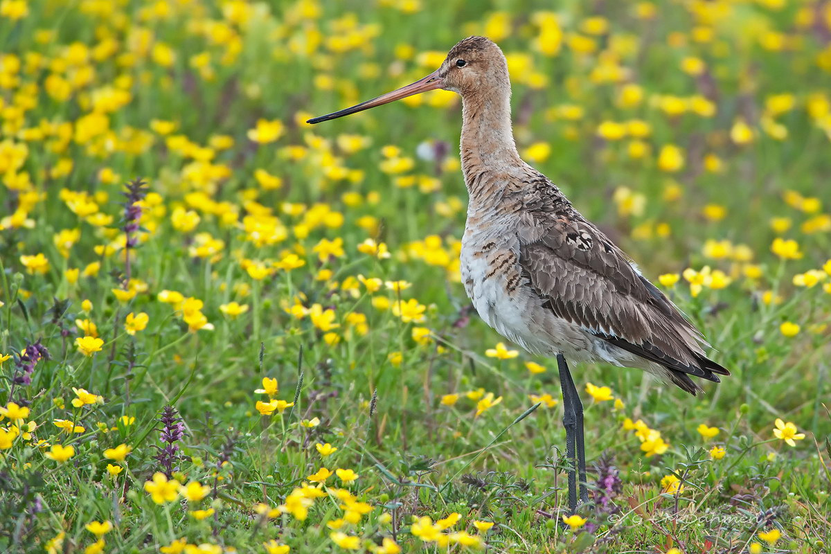 Uferschnepfe in der Natur
