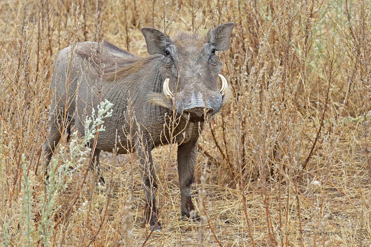 Warzenschwein