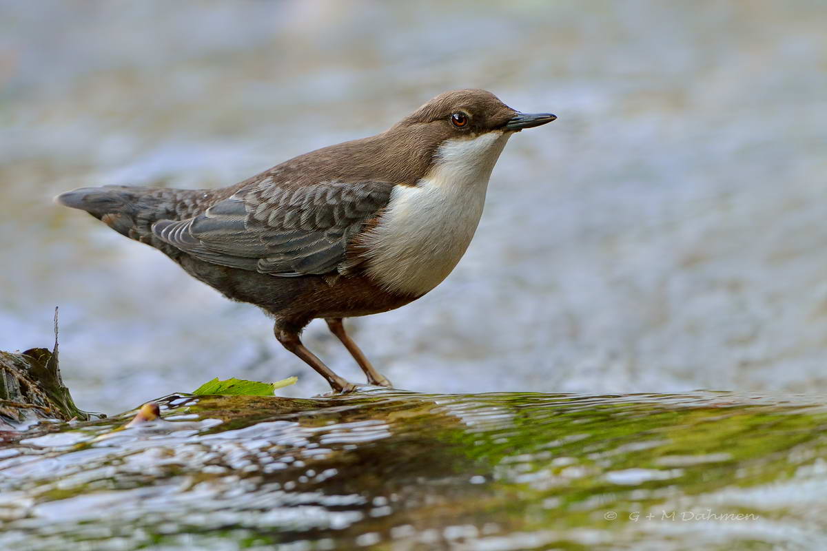 Wasseramsel