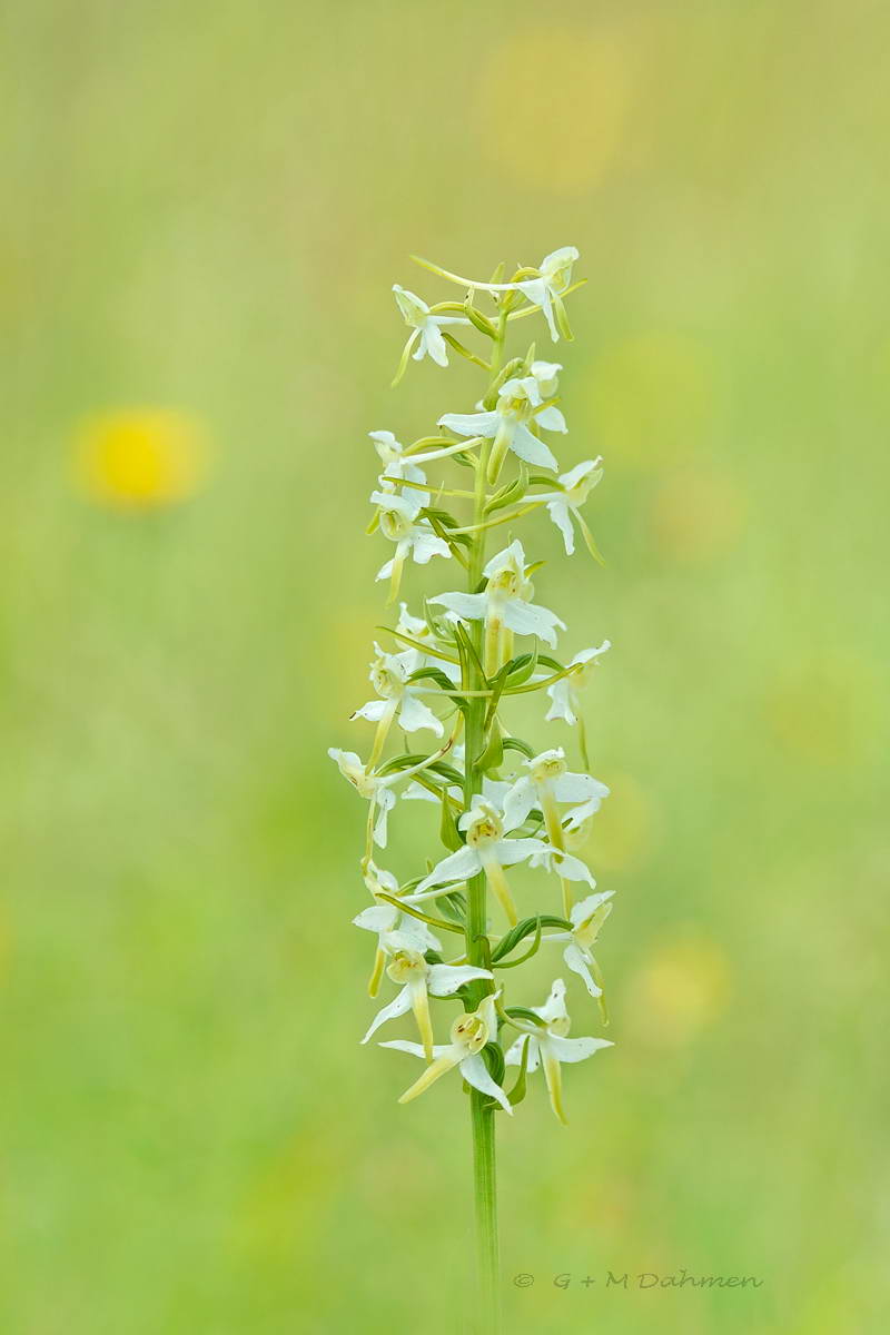 Weiße Waldhyazinthe