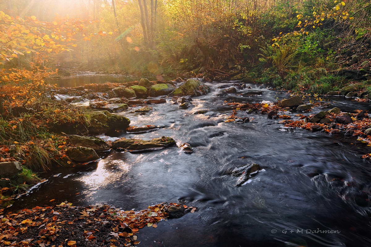 Wildbach La Hoegne im Morgenlicht