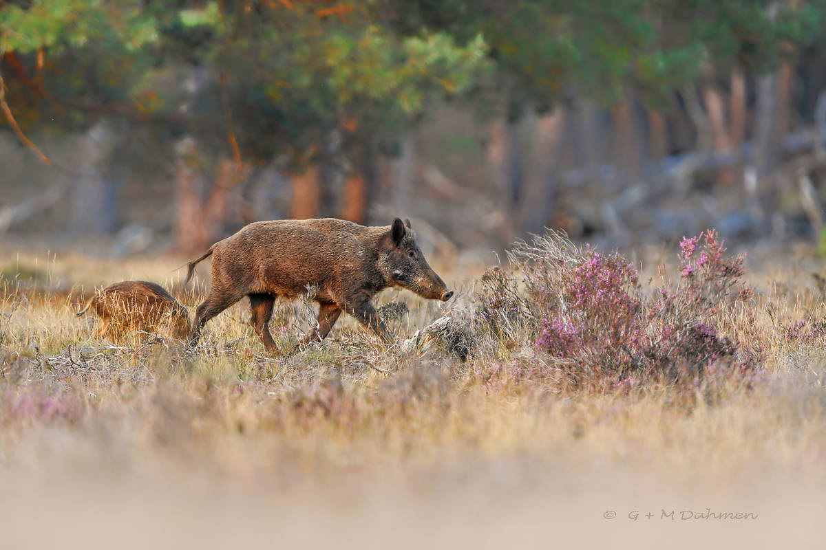 Wildschwein in der Natur