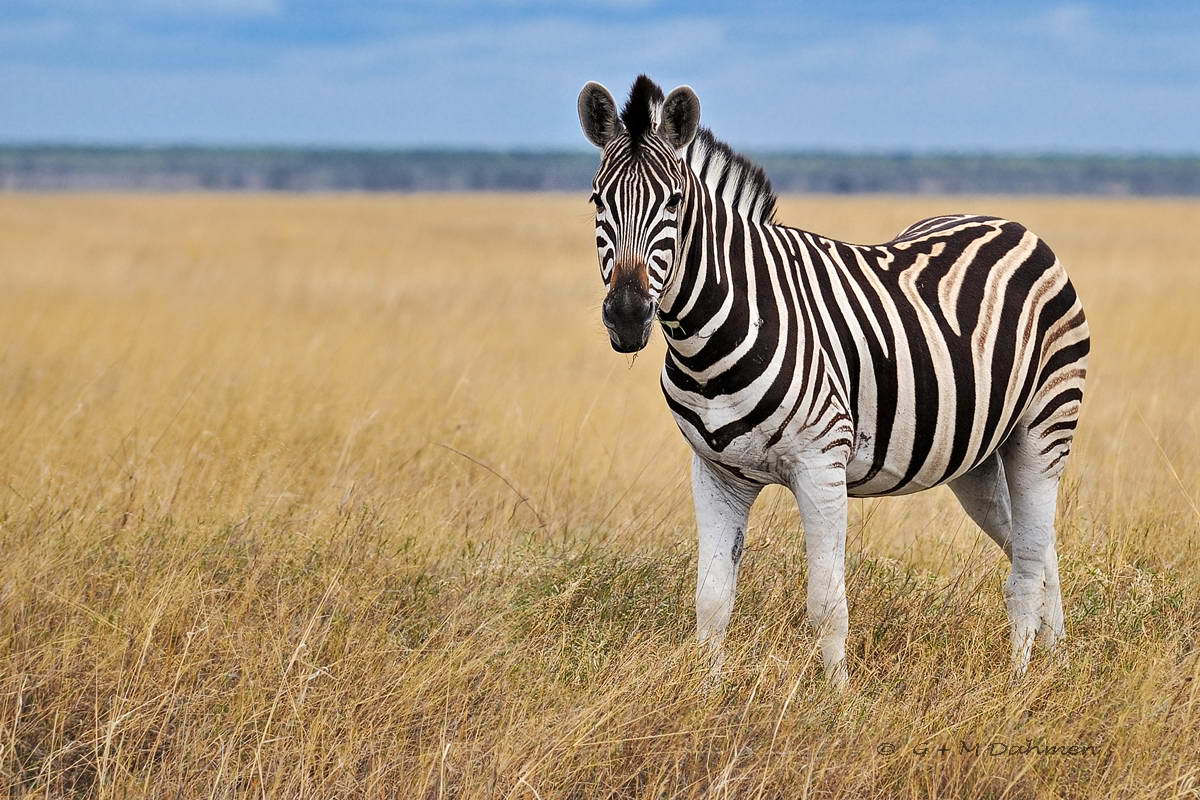 Steppenzebra