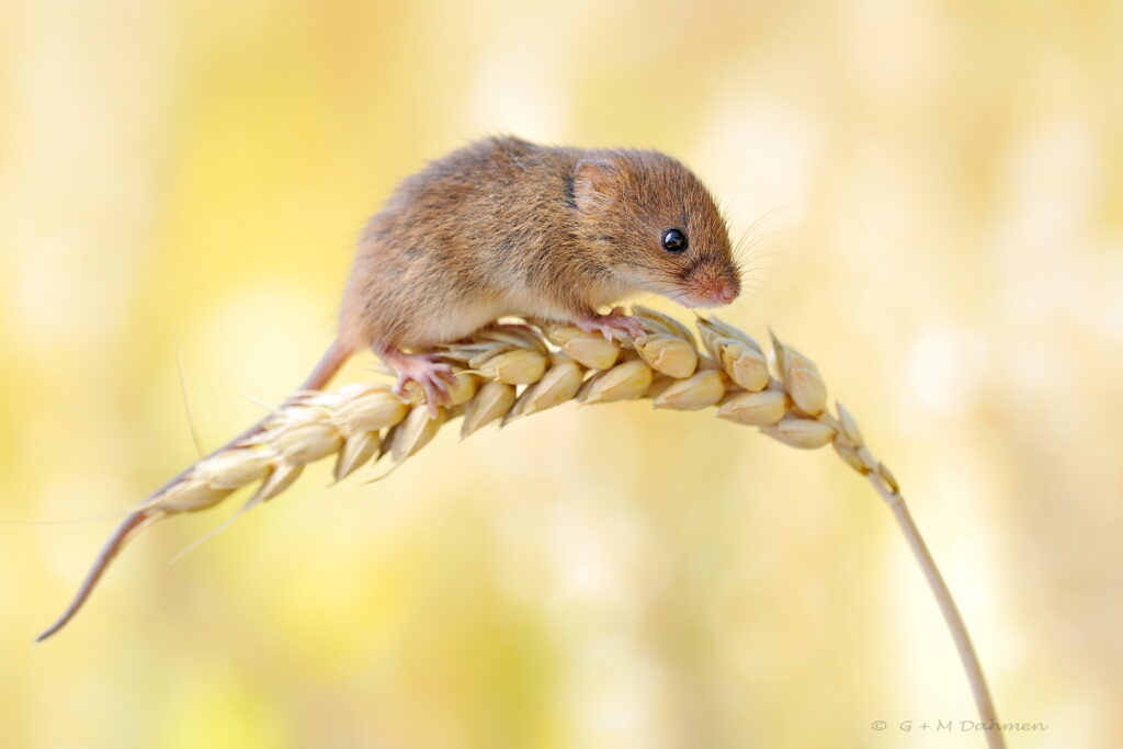 Zwergmaus Naturfotografie G&M Dahmen Bilder & Fotos