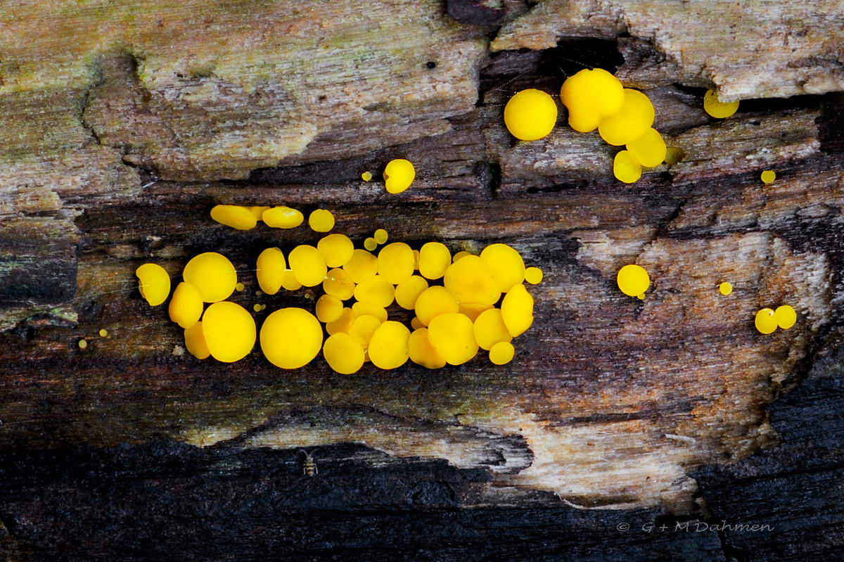 Zitronengelbes Holzbecherchen
