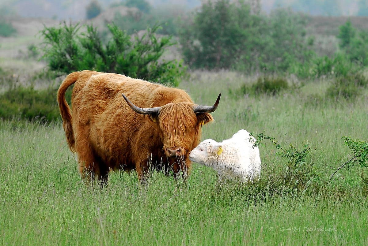 Drover Heide Naturfotografie G&M Dahmen Fotos & Bilder