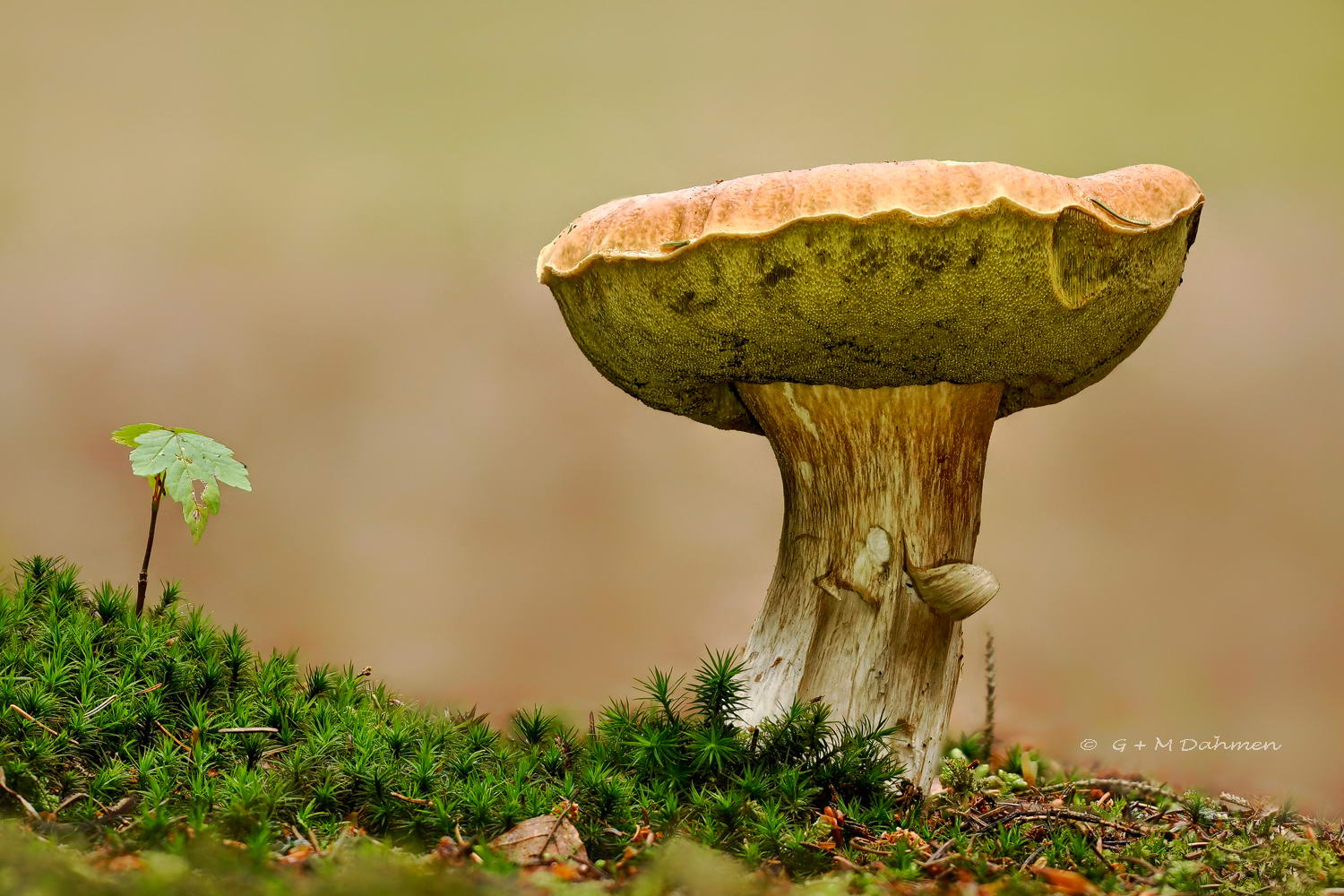 Steinpilz