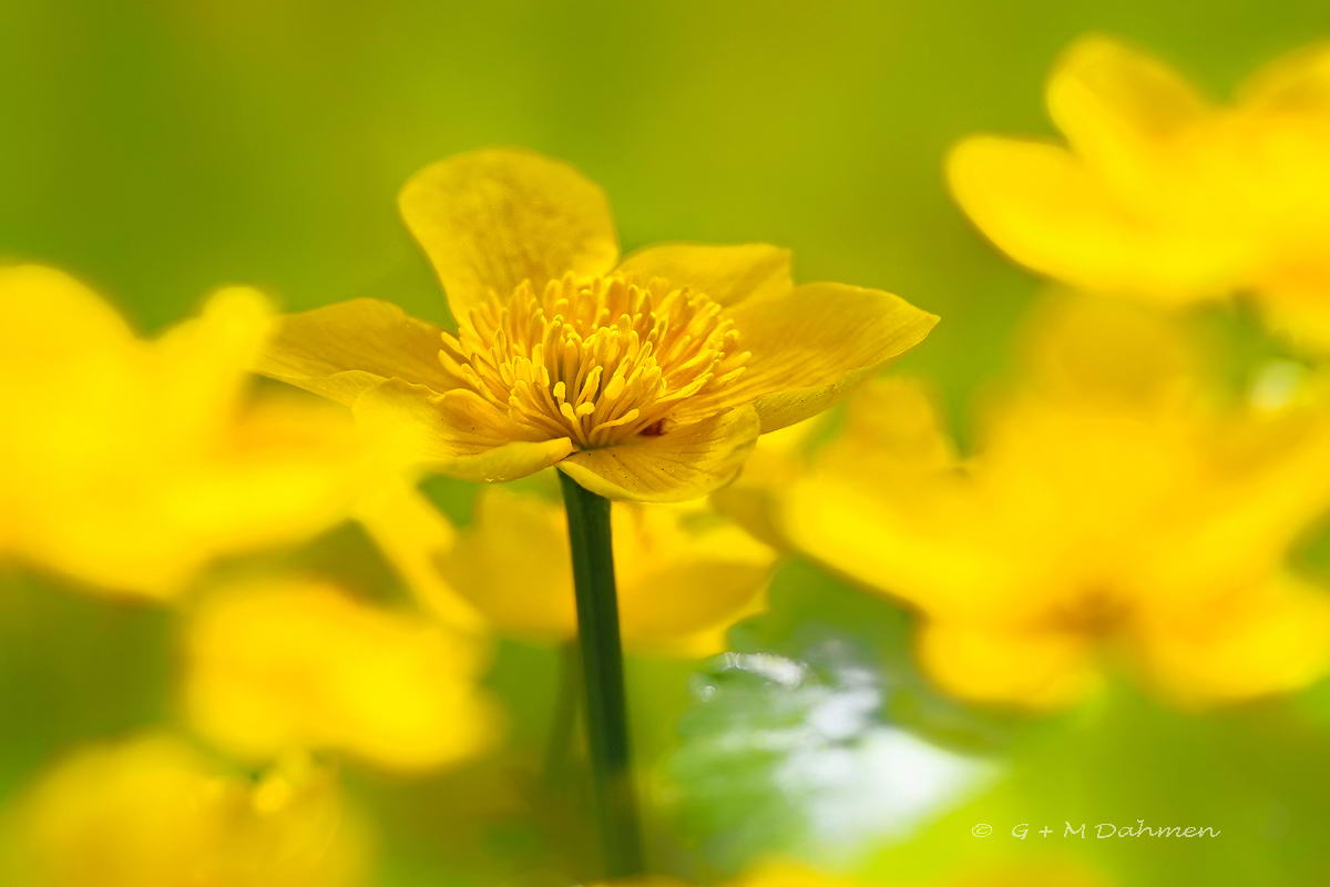 Sumpfdotterblumen